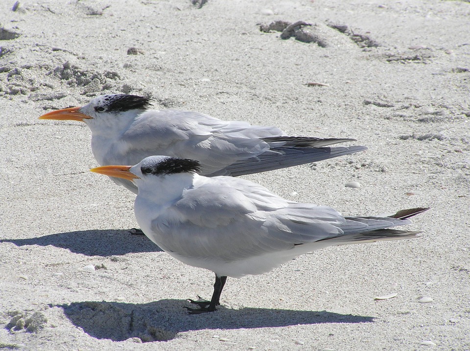 Two seagulls standing in the sand.