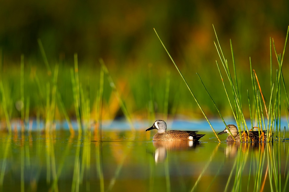 Male & female duck swimming in a pond. 