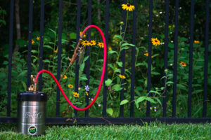 Hand pump sprayer in front of a metal gate that has yellow flowers behind it. 